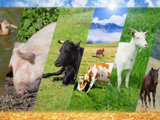 Livestock Animals