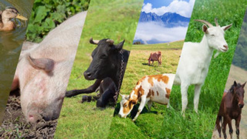 Livestock Animals